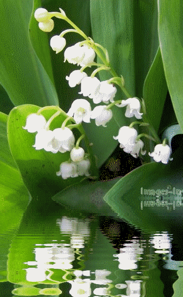 muguet-2.gif