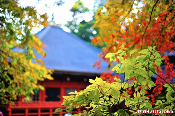 ngan-ngo-ngam-thien-duong-mua-thu-tai-nhat-ban-e9280a[1].jpg