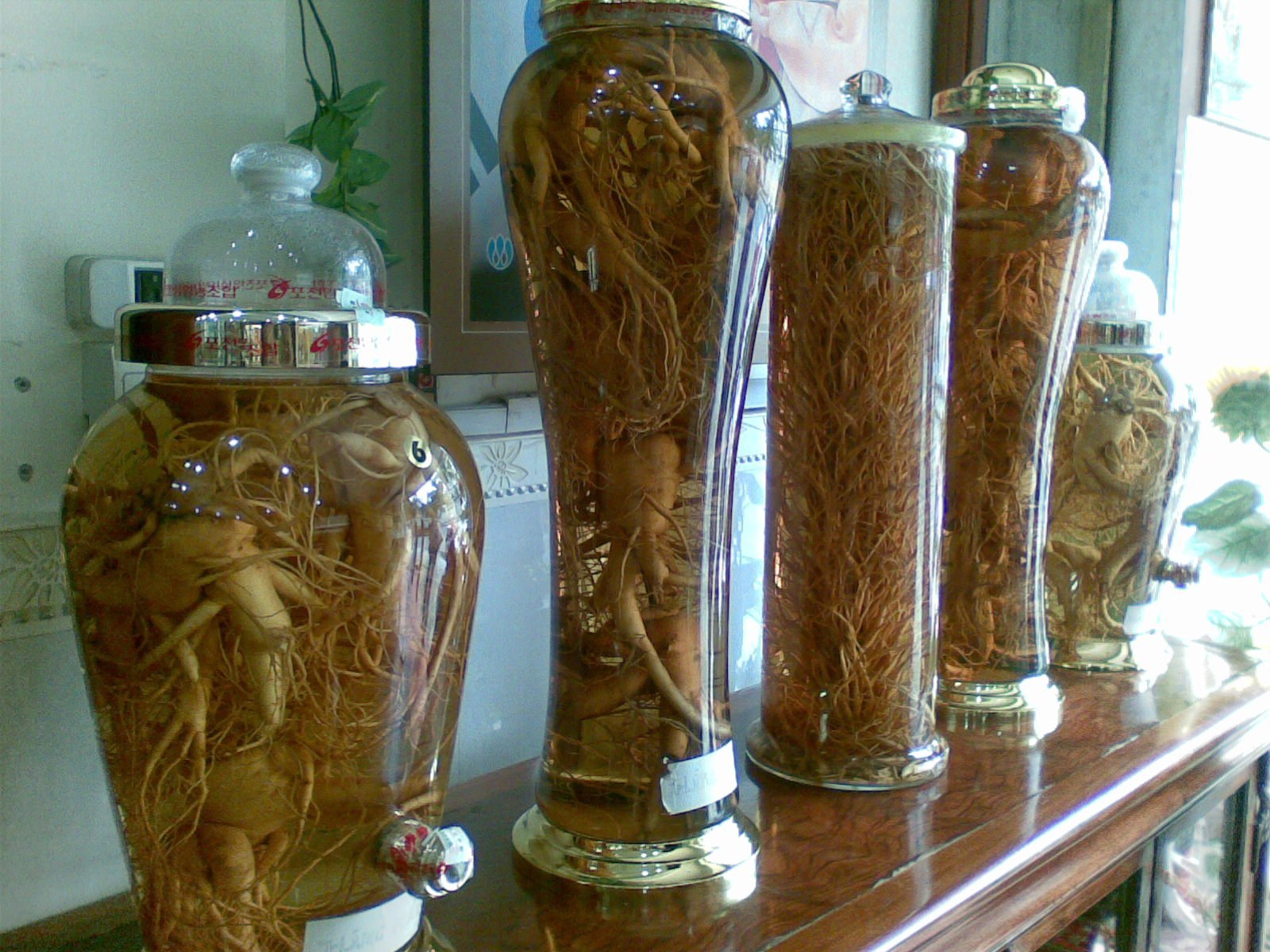 Nhan sam Han quoc .jpg