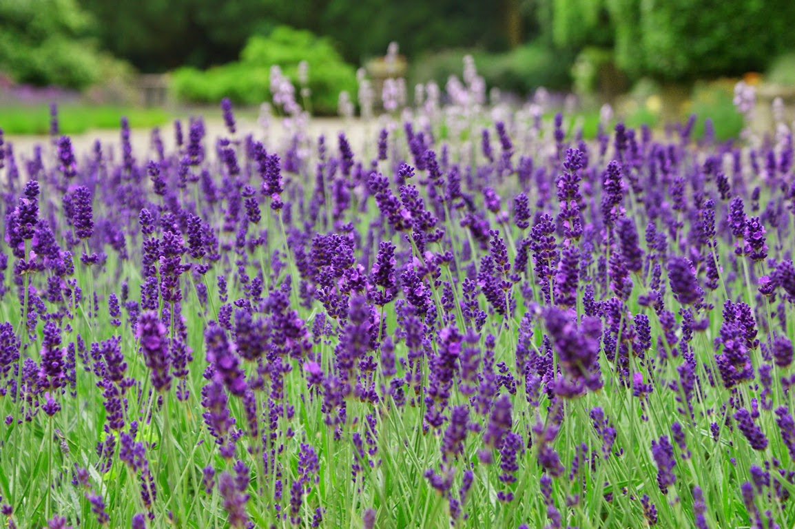 Oải hương (Lavender).jpg