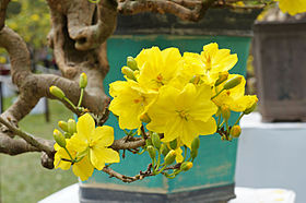 Ochna_integerrima_02.JPG