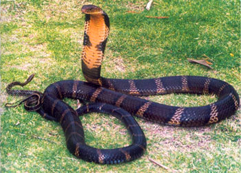 Ophiophagus hannah.jpg