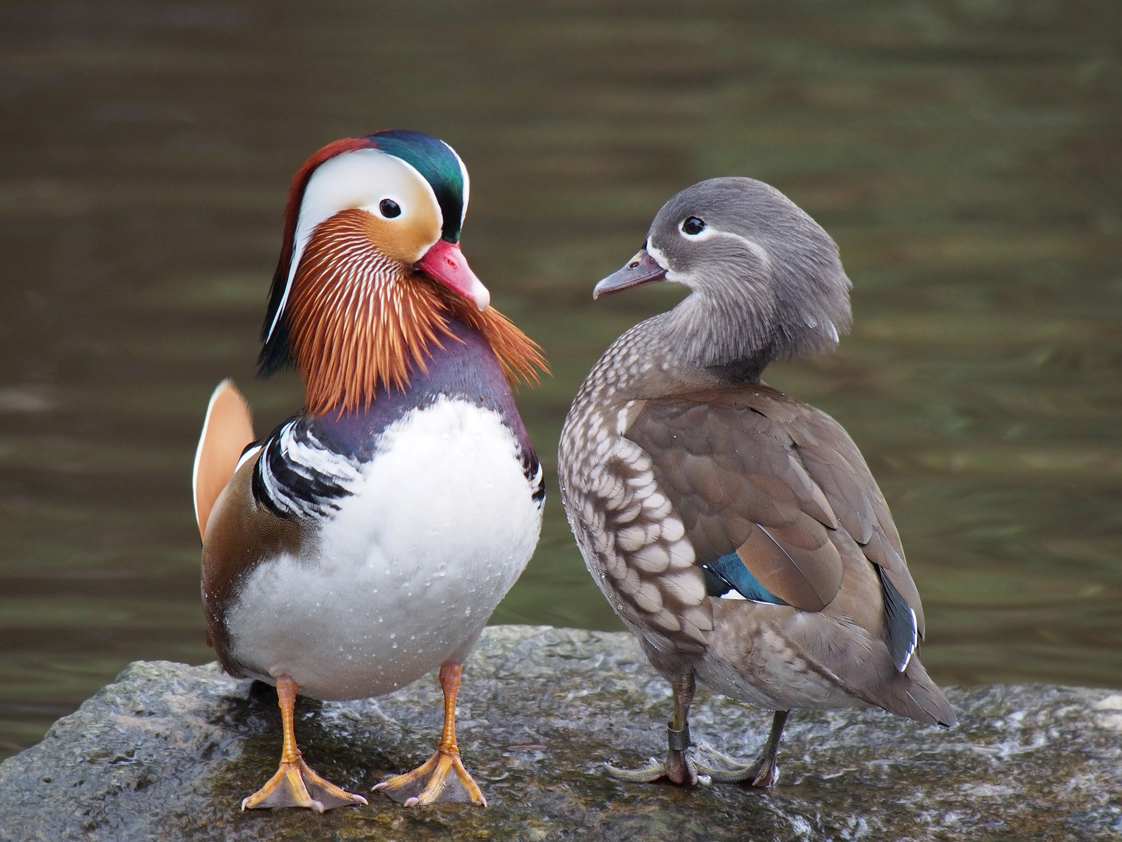 Pair_of_mandarin_ducks (1).jpg