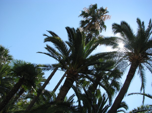 palms-in-nice-france[1].jpg