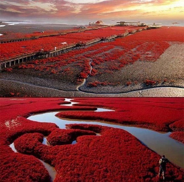Panjin-Red-Beach-China--620x614[1].jpg