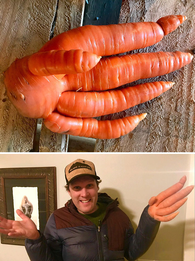 pareidolia-funny-fruits-vegetables-11-60e54e0471158700-16266807763941501528546.jpg