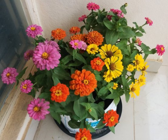 patuljasta-raznobojna-cinija-visine-15-cm-zinnia-elegans-sjeme-slika-61166924[1].jpg