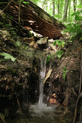 paz%2Briu%2Bgif[1].gif