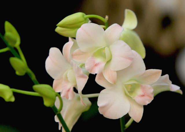 peach+orchid+flowers+photo[1].jpg