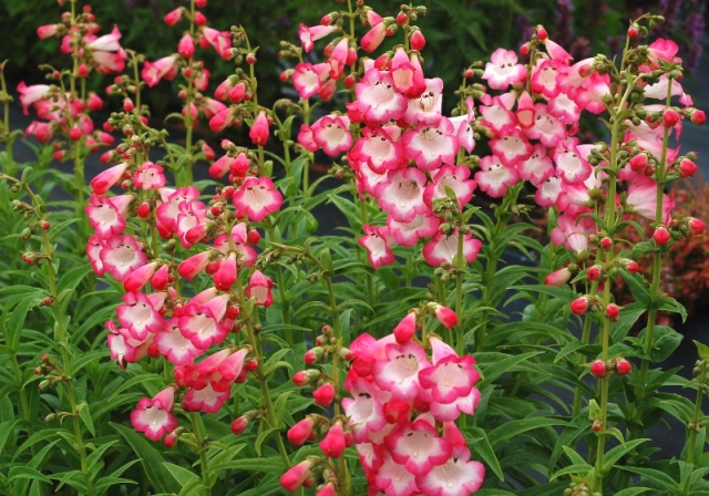Penstemon_Watermelon_Taffy_1b[1].jpg