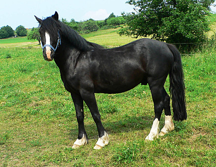 Pferd1.5855265.jpg.jpg