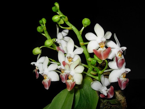 Phalaenopsis-lobbii%20-Rchob[1].jpg