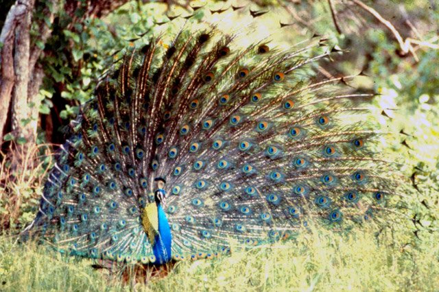phoca_thumb_l_Indian-Peafowl[1].jpg