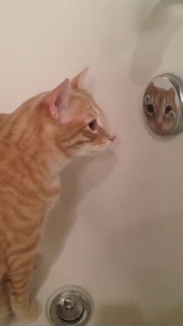 photo-1-1500136799082.gif