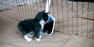 photo-14-1500136799110.gif