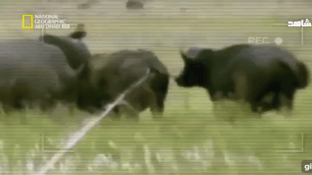 photo1536808923846-15368089238471382545843.gif