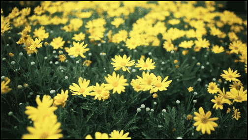 photo_name[1].gif