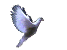 pticia-385.gif