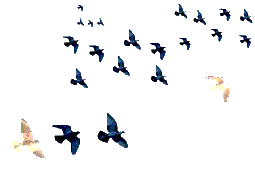 pticia-880.gif