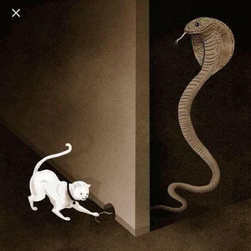 rắn và mèo.jpg