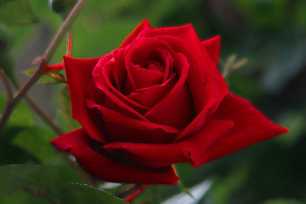 red-flower[2].jpg