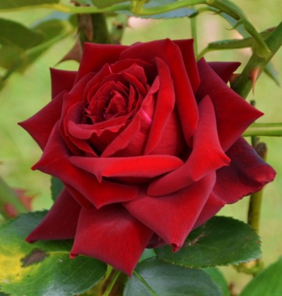 red_rose_flower_238226[1].jpg