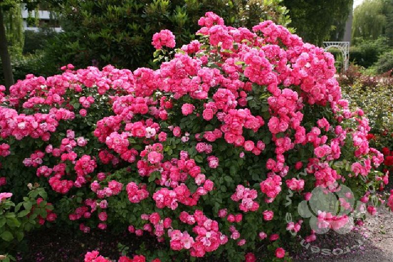 Rosa-Angela-STR-III_Njk4MzI3N1o[1].JPG