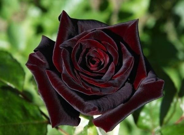 rosa-baccara_ng2_48035[1].jpg