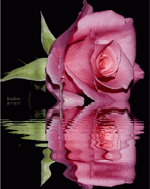 rosada-reflajada-rosa[1].gif