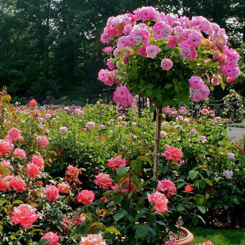 rose-brilliant-pink-iceberg[1].jpg