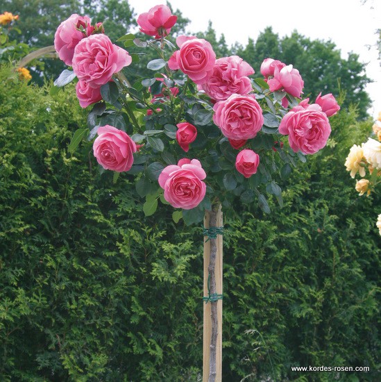 rose_rosa_hochstamm_leonardo-da-vinci_kordes_01_1[1].jpg