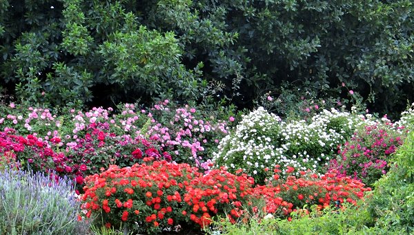 rosegardeninApril[1].jpg