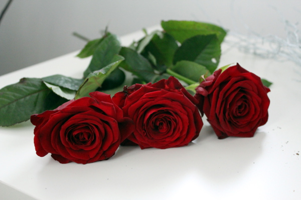 roze[1].jpg