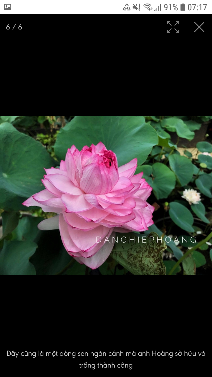 Screenshot_20190530-071753_Chrome.jpg