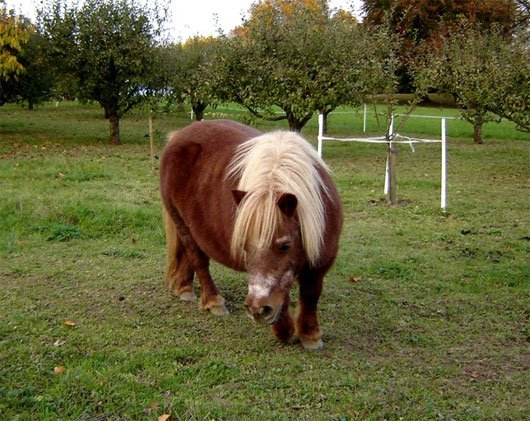 Shetland-horse.jpg