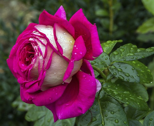 single-dark-pink-rose[1].jpg