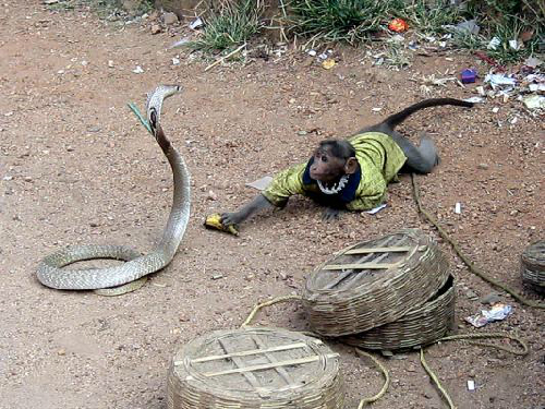 snake-and-monkey-7515-1383213023.jpg