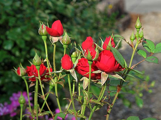 springfield_garden_red_roses[1].jpg