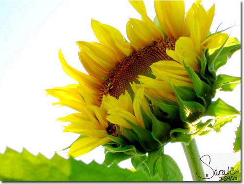 Sun_Flower9[1].jpg