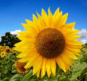 sunflower-md.png