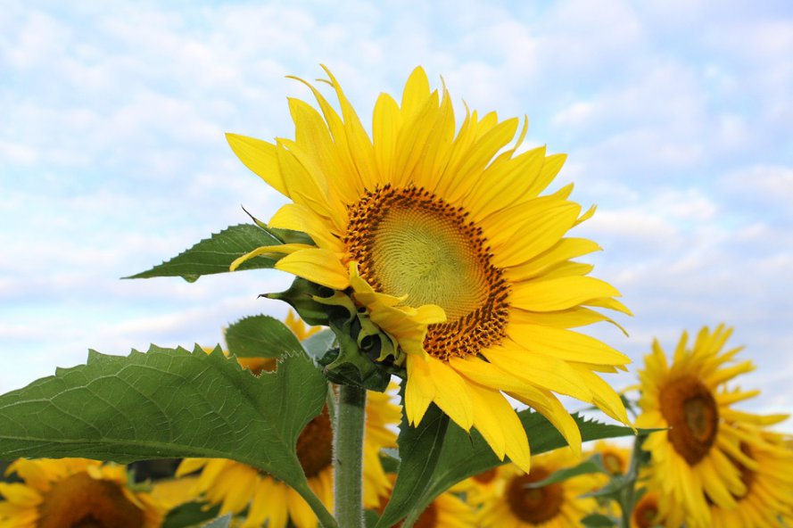 sunflowerbloom.jpg