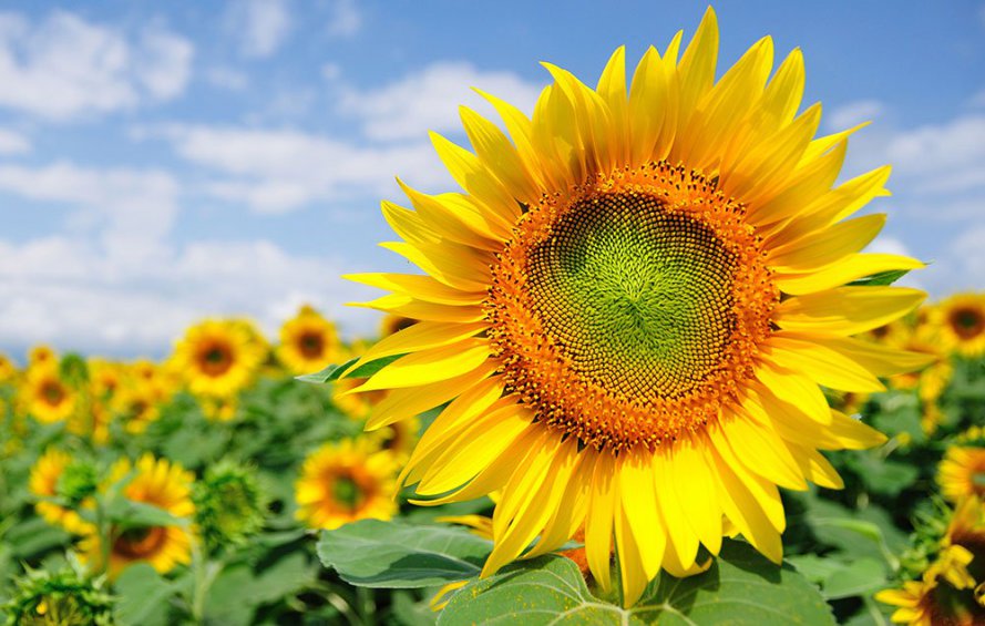 sunflowerfield-1000.jpg