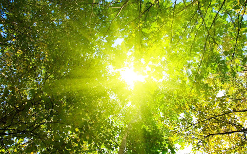 sunshine-forest-treetop[2].jpg