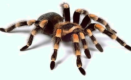 tarantula_OOFU.jpg