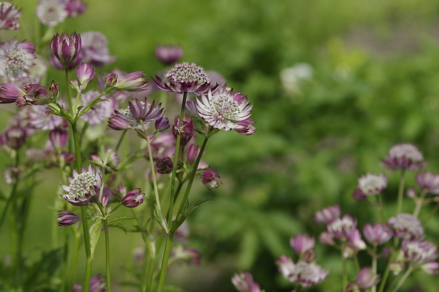 the-blooming-flowers-on-the-field-3936x2624_103613[1].jpg