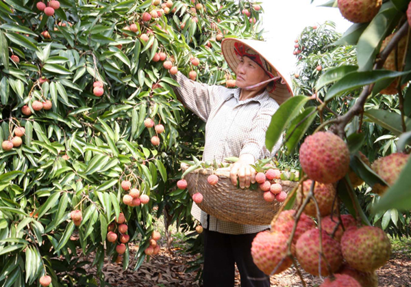 thu-haoch-vai-thieu-thanh-ha[1].jpg