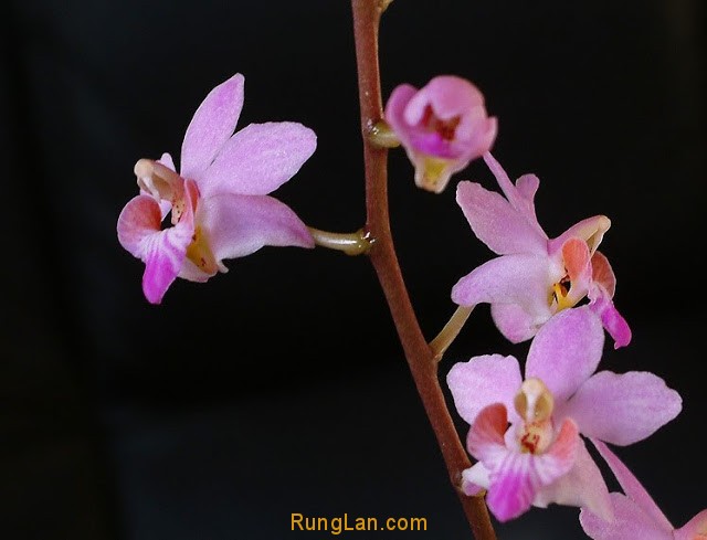 tieu-ho-diep-ho-diep-rung-doritis-pulcherima-lindl-7235[1].jpg