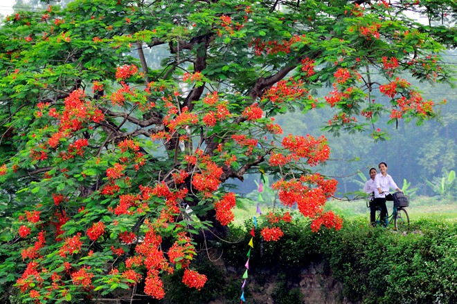tinmoitruong-hoaphuong7(1)[1].jpg
