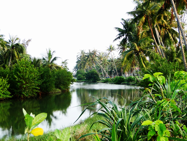tour-mien-tay-2n1d-my-tho-ben-tre-can-tho%20(10)[1].jpg