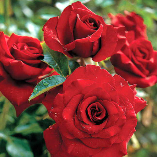 trandafir-floribunda-black-cherry[1].jpg